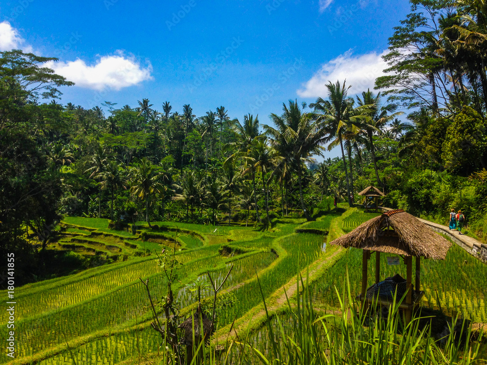 Rice Terraces near Gunung Kawi Temple Complex - Bali, Indonesia