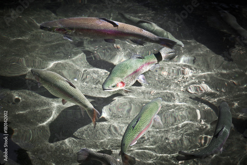 Fotografie hatchery fish