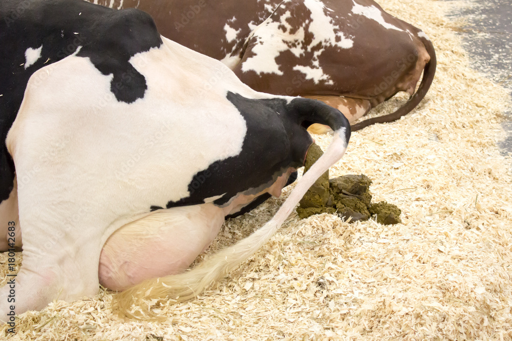 Shitting cow Stock Photo | Adobe Stock