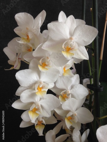 Fototapeta Naklejka Na Ścianę i Meble -  Orchidee