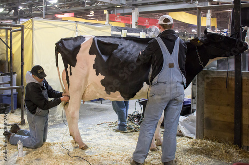 Men milking cows