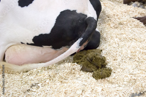 Canvas Print Cow pile