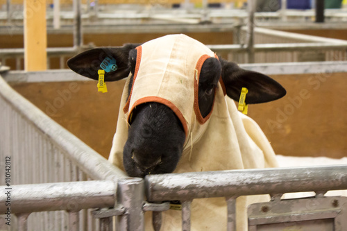 Show goat