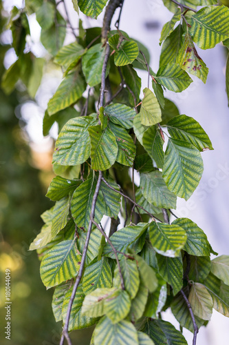Obraz na płótnie leaves of of fagus silvatica pendula beech tree