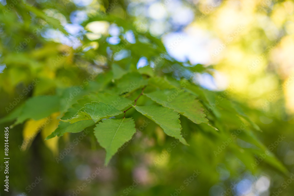 leaves of japanese zelkova serrata in park with sun light leaves of japanese zelkova serrata in park with sun light