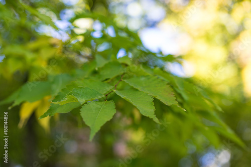 leaves of japanese zelkova serrata in park with sun light photo