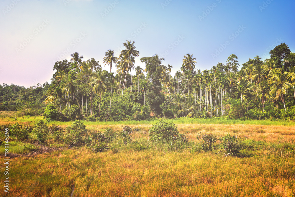 wild jungle wild jungle