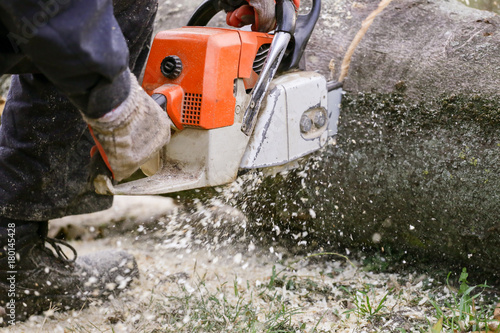 Wallpaper Mural Cutting wood with chainsaw Torontodigital.ca