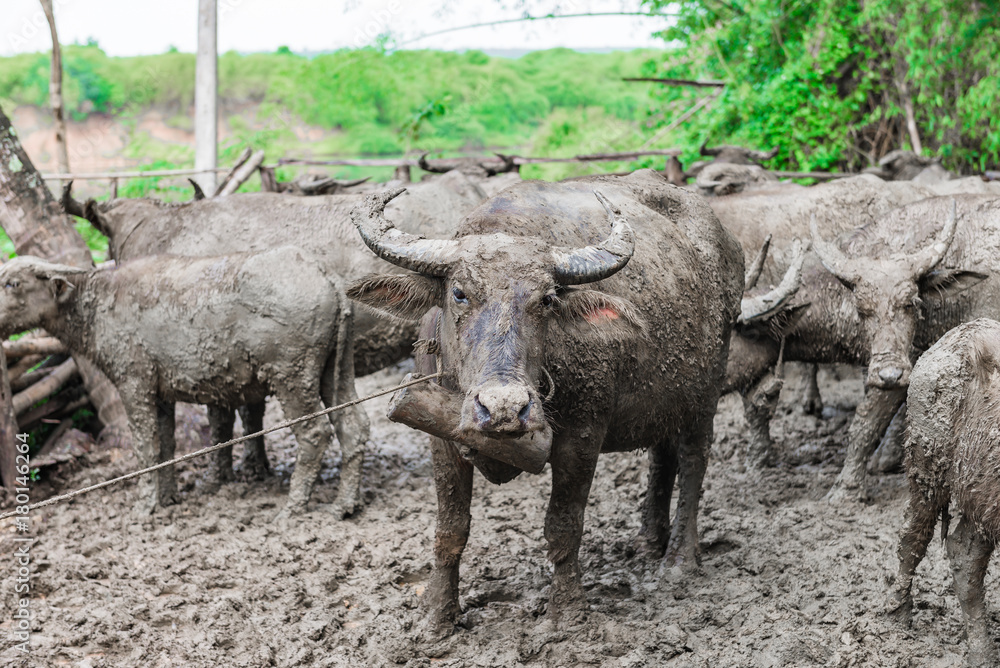 Fototapeta premium Thai buffalo dirty mud in the cage,selective focus