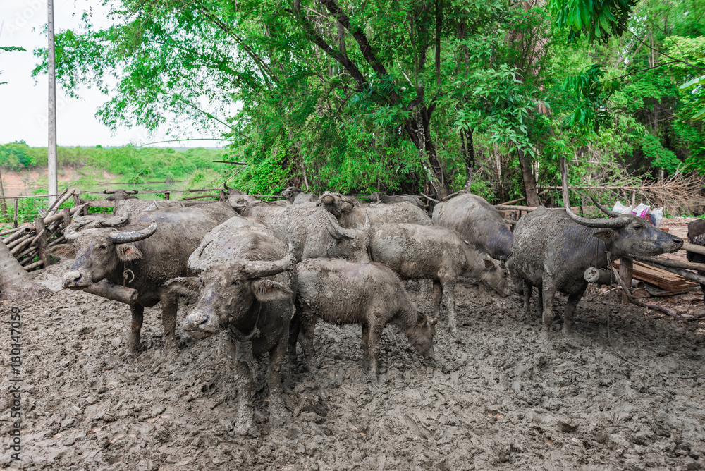 Thai buffalo dirty mud in the cage,selective focus Thai buffalo dirty mud in the cage,selective focus