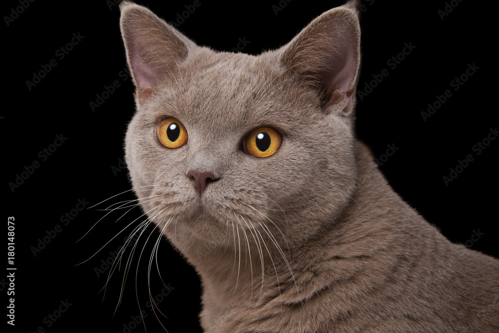 Британская кошка серая морда с желтыми глазами крупным планом на черном  фоне, белые длинные усы, внимательный взгляд прямо Stock Photo | Adobe Stock