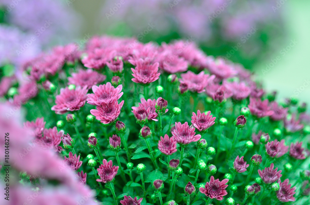 violet chrysanthemums