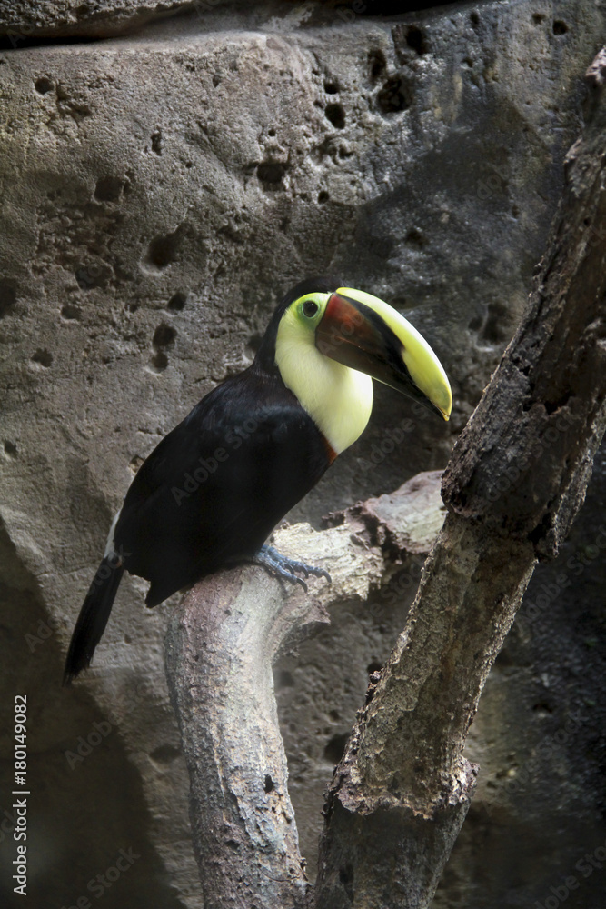 Fototapeta premium Tucán árbol