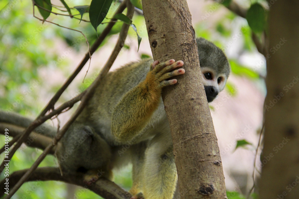 Obraz premium Mono árbol