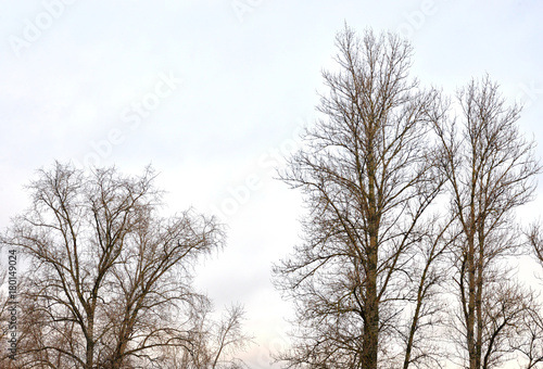 Poplar without leaves.