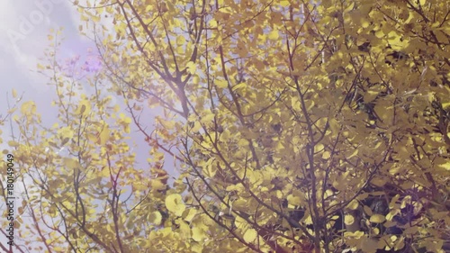 Autumn leaves falling from trees. Fall season