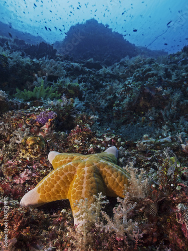 Granulated Sea Star  Gek  rnter Kissenstern  Choriaster granulatus 