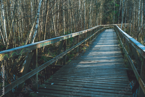 bridge in birch wood © Mari Mur