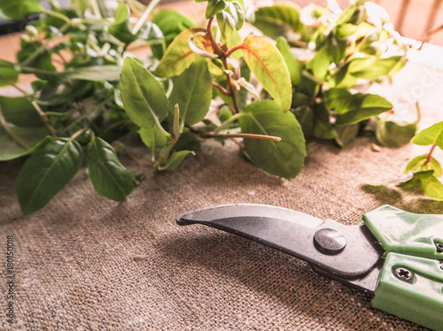 Fotografija Secateurs and cut the sprouts of the plant