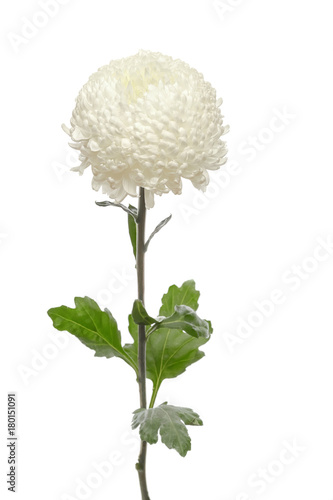 flower white chrysanthemum