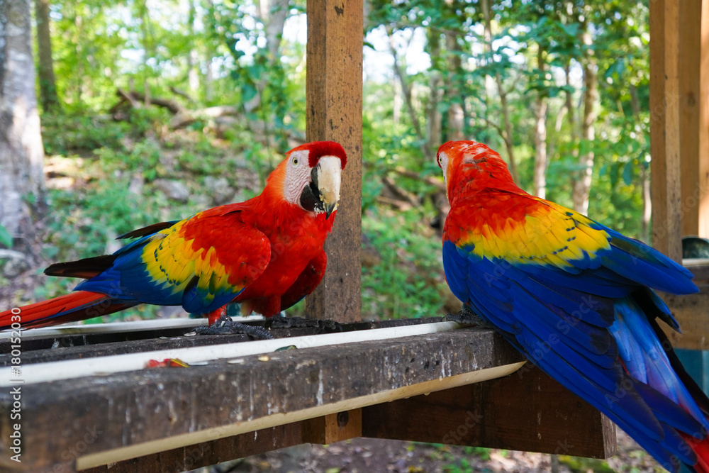 Scarlet Macaw - Copan, Honduras