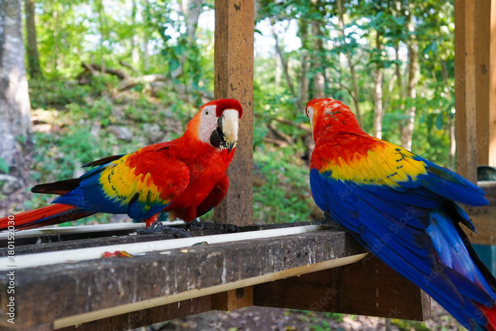 Obraz premium Scarlet Macaw - Copan, Honduras