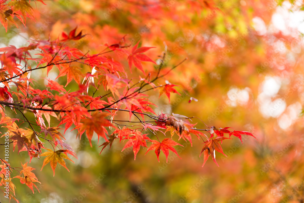 Autumn scenery of a Japanese garden Autumn scenery of a Japanese garden