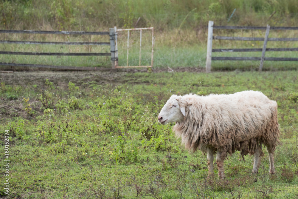 Obraz premium Brown sheep walking and seeking for grass to eat at farm.