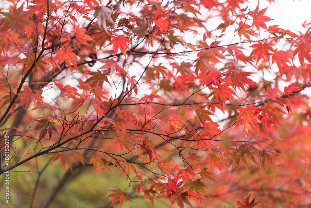 Autumn scenery of a Japanese garden Autumn scenery of a Japanese garden
