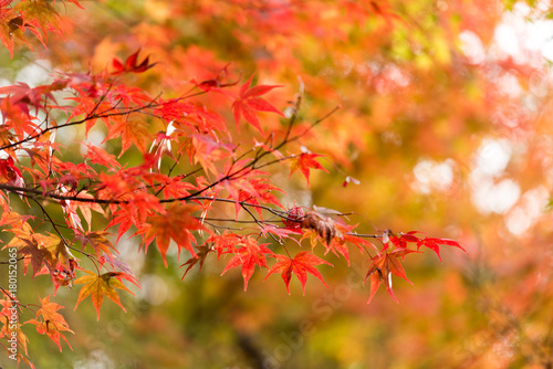 Autumn scenery of a Japanese garden © Songkhla Studio