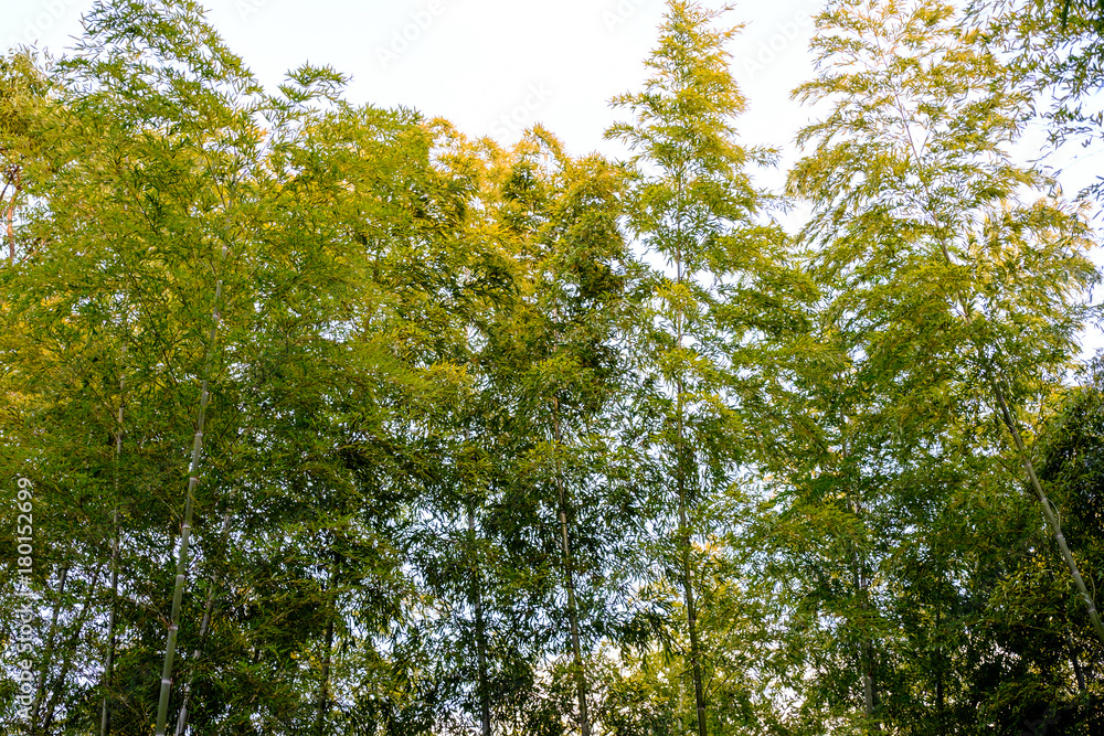 Fototapeta premium The Bamboo Forest at Kyoto, Japan