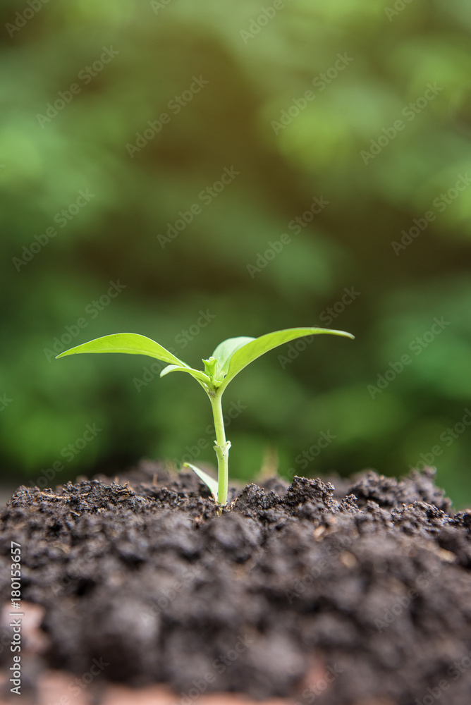Fototapeta premium Little plant growing on soil with sunlight