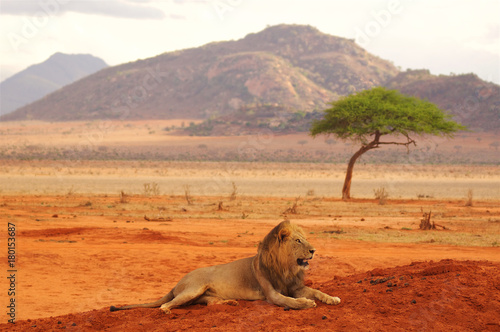Lion lying in Tsavo National Park Africa best photo