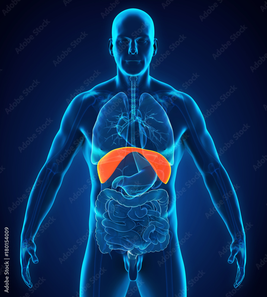 Human Diaphragm Anatomy Stock Illustration | Adobe Stock