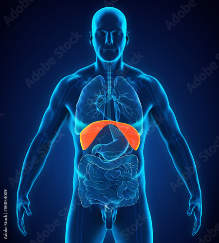 Human Diaphragm Anatomy