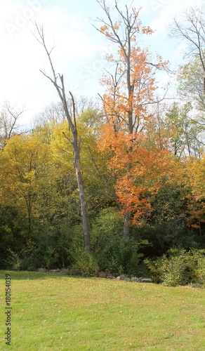 The colorful autumn tree in the grass field of the park.