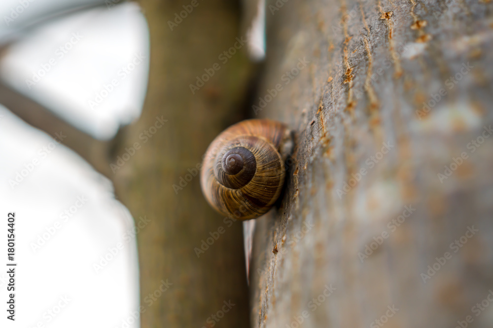 weinbergschnecke am herbstlichen baum weinbergschnecke am herbstlichen baum