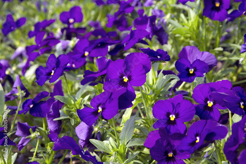 viola del pensiero fiore