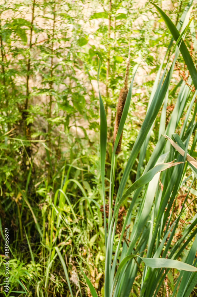 Soft focus of Typha flowering plants, also called bulrush, reedmace, cattail, corn dog grass
Soft focus of Typha flowering plants, also called bulrush, reedmace, cattail, corn dog grass