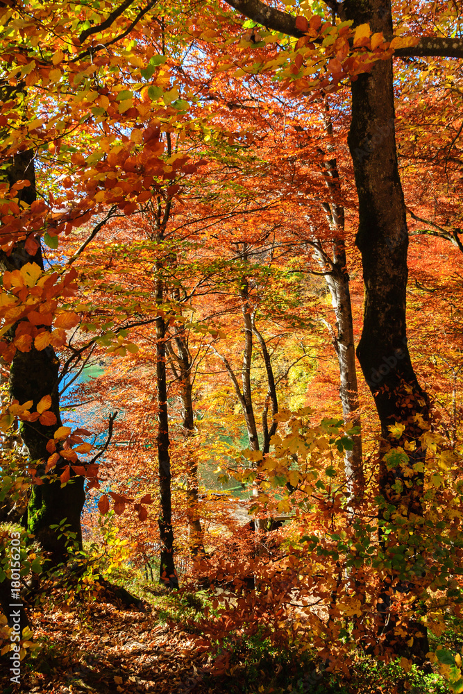 Autumn forest in Germany Autumn forest in Germany