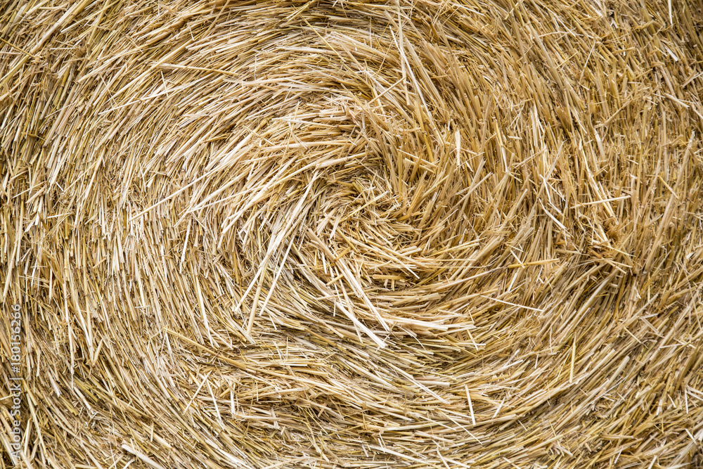 Isolated View of Round Golden Colored Bale of Hay Isolated View of Round Golden Colored Bale of Hay