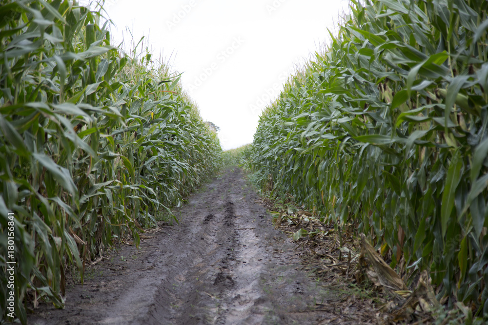 View Between Rows of Corn Stalks Farm Field, Rich Wet Soil/Ground, Pale Blue Sky, Daytime - Oregon View Between Rows of Corn Stalks Farm Field, Rich Wet Soil/Ground, Pale Blue Sky, Daytime - Oregon