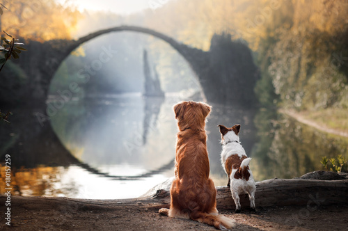 Two dogs at the bridge