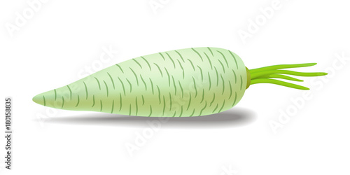 Vector semi realistic illustration of radish. Isolated on white