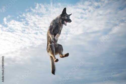 Fototapeta Naklejka Na Ścianę i Meble -  Dog Eastern European jump