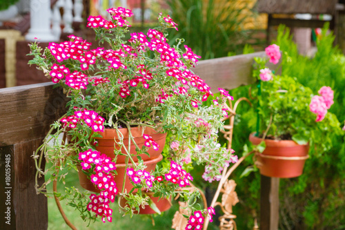 Pink flowers outside in pots in summer geranium