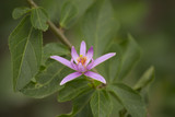 purplr flower