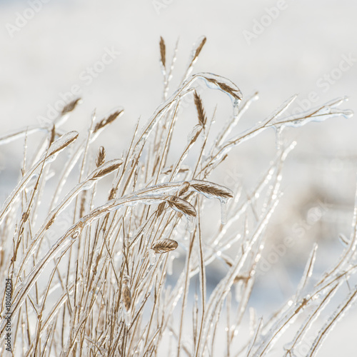 dry grass covered with ice