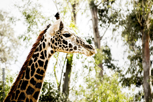 Photography giraffe