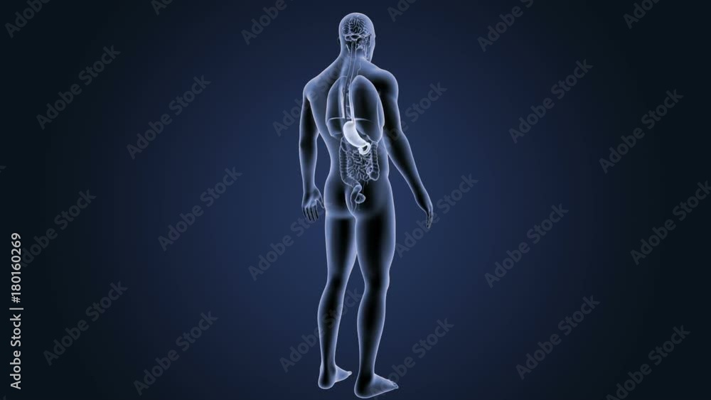 Stomach with Organs Stomach with Organs